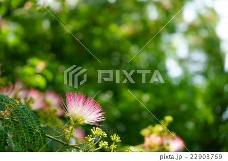 ネムの花 22903769