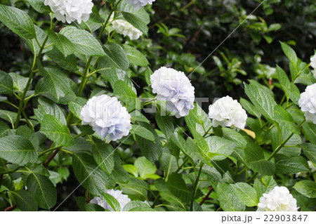 梅雨の日の淡い色の紫陽花と雨に濡れた緑の綺麗な葉っぱの写真素材