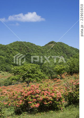 レンゲツツジ咲く赤城山白樺牧場 22903850