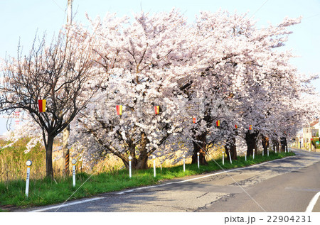 鳥屋野潟沿いの桜（新潟市） 22904231