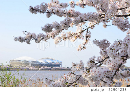 ビッグスワンと桜(新潟市) ビッグスワンと桜(新潟市) 22904233