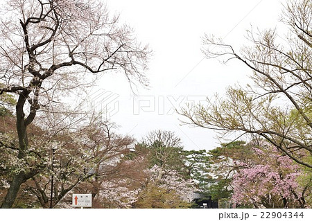 東京名所案内皇居案内・皇居乾通り通り抜け出口の乾門手前の桜・横位置 東京名所案内皇居案内・皇居乾通り通り抜け出口の乾門手前の桜・横位置 22904344
