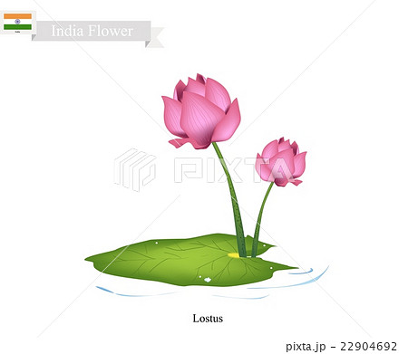 Lilium candidum, the Madonna lily or White Lily. National Flower of Italy.  Vector Illustration. Stock Vector | Adobe Stock