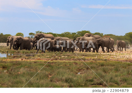 Herd of elephants Herd of elephants 22904879