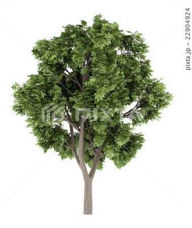 Sycamore maple tree isolated on white background 22904924