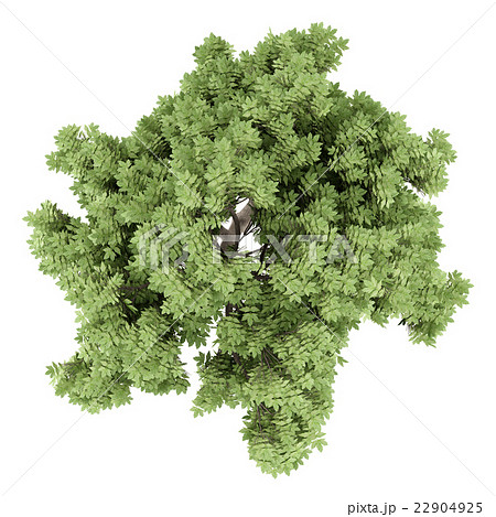 top view of sycamore maple tree isolated on white 22904925