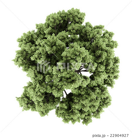 top view of sycamore maple tree isolated on white 22904927