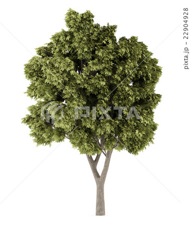 Sycamore maple tree isolated on white background Sycamore maple tree isolated on white background 22904928