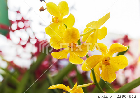 Beautiful orchid 22904952