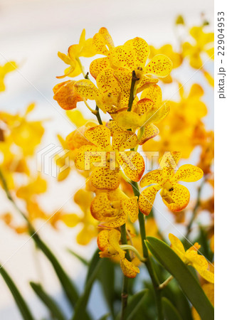 Beautiful orchid 22904953