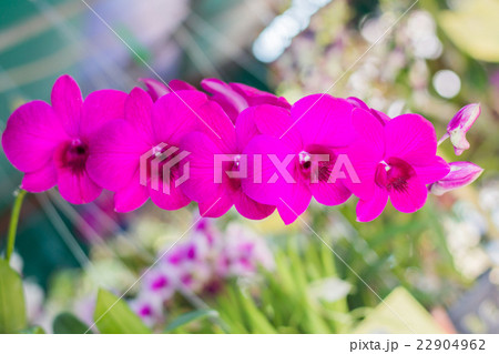 Beautiful orchid 22904962