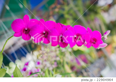 Beautiful orchid 22904964
