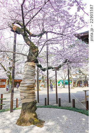 靖国神社 染井吉野 標本木の写真素材