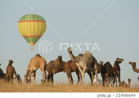 Balloon at the Pushkar Camel Fair  22906044
