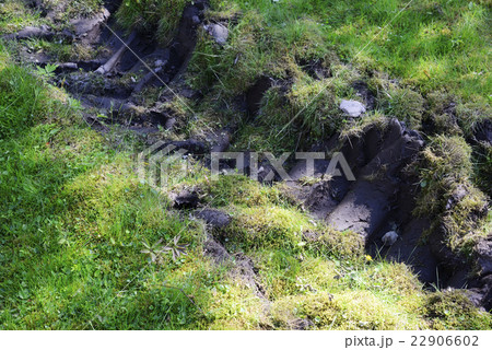 wheeled tractor trail in the forest 22906602