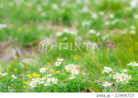 ハクサンイチゲの群生 22906725