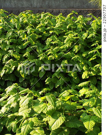 荒地や耕作放棄地に進出するオオイタドリ 22907707