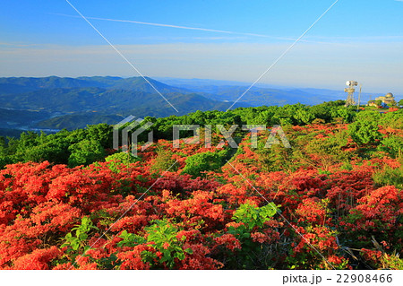 室根山のツツジ 室根山のツツジ 22908466