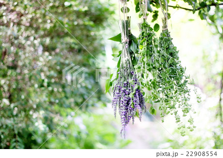 木陰に吊るしたハーブの束 木陰に吊るしたハーブの束 22908554