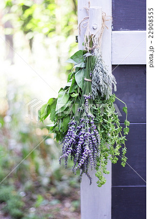 小屋のドアに掛けたハーブの束 22908555