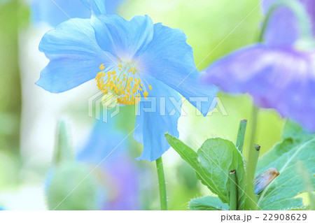 ピンクのケシ青いケシ ピンクのケシ青いケシ 22908629