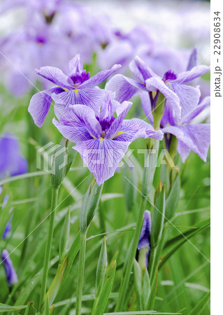 雨の花菖蒲（縦） 22908634
