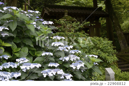 北鎌倉浄智寺山門の紫陽花 22908812