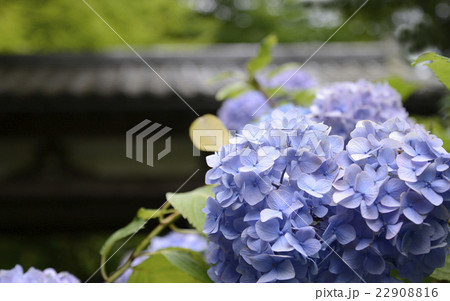 北鎌倉明月院の紫陽花 22908816