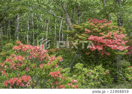 レンゲツツジ咲く赤城山 22908859