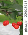 さくらんぼ 22908918