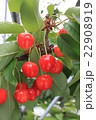 さくらんぼ 22908919