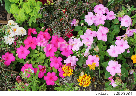 色とりどりの花々 色とりどりの花々 22908934