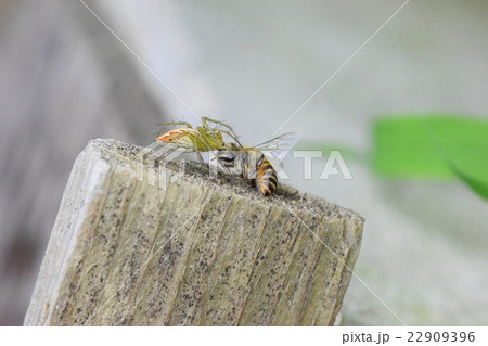 日本ミツバチとクモノ戦い 22909396