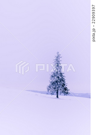 美瑛・冬 (141) 美瑛・冬 (141) 22909397