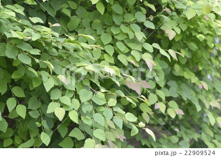 ヒュウガミズキの新緑 22909524