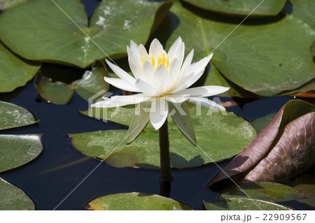 すいれん 22909567