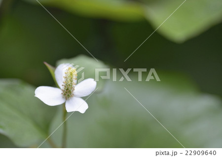 ドクダミの花 ドクダミの花 22909640