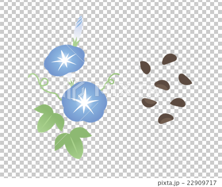 淺間種子 淺間種子 22909717