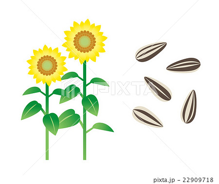 ひまわりの種 22909718
