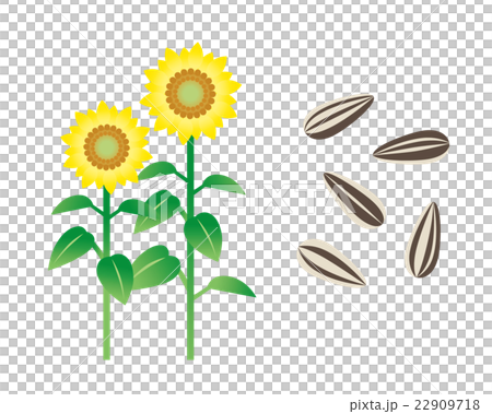 向日葵種子 向日葵種子 22909718