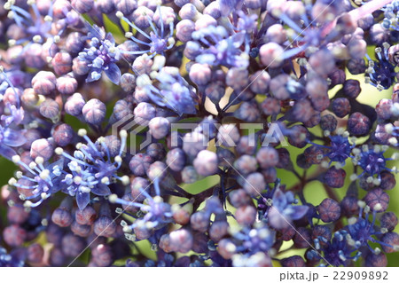 ガクアジサイ 22909892