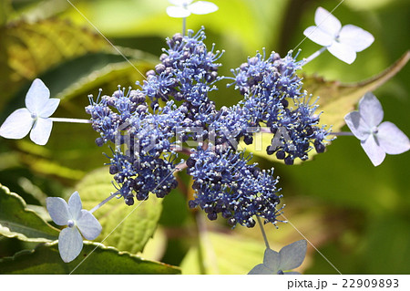 ガクアジサイ 22909893