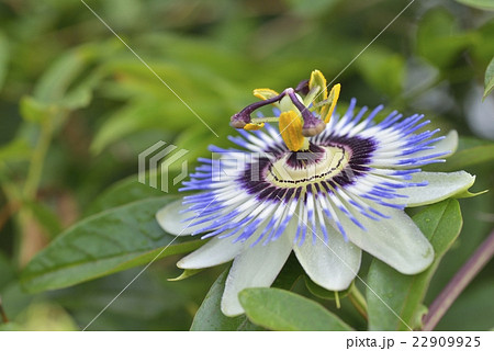 トケイソウの開花 22909925