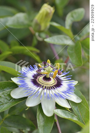 トケイソウの開花 22909929