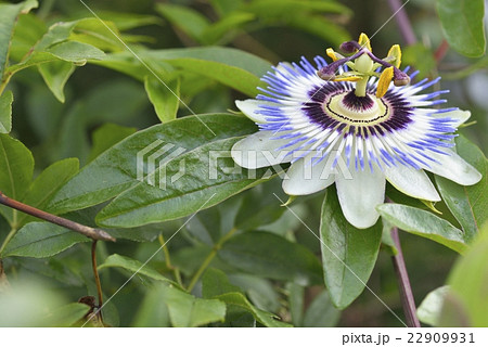 トケイソウの開花 22909931