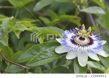 トケイソウの開花 22909932