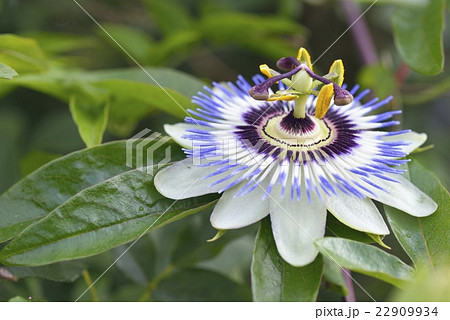 トケイソウの開花 トケイソウの開花 22909934
