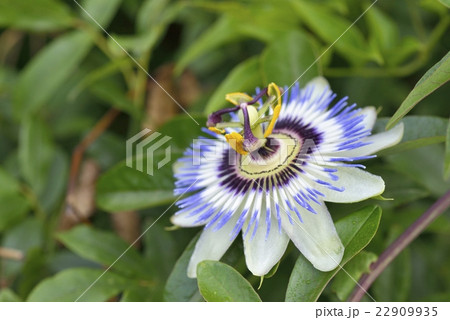 トケイソウの開花　 22909935