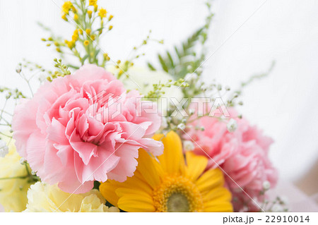 優しげな桃色カーネーション 22910014