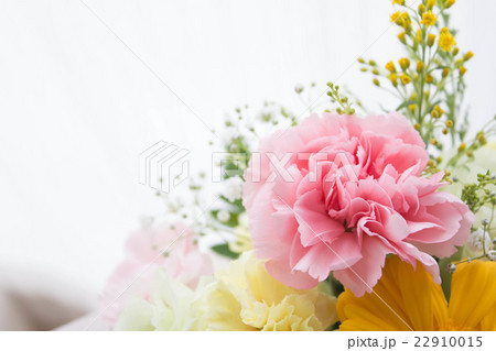 優しげな桃色カーネーション 22910015